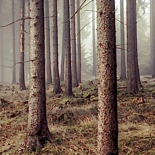 Harmony Floor Emotion